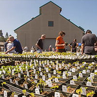 Plantsale