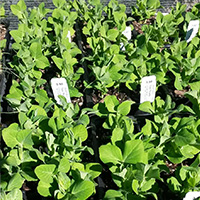 Plantsale