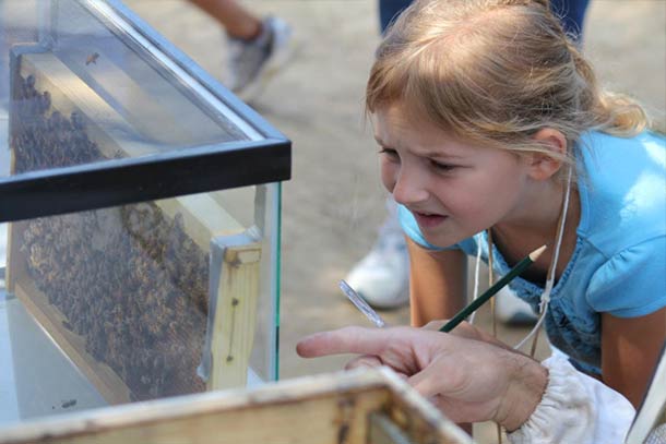 gradeschool student looking at bees