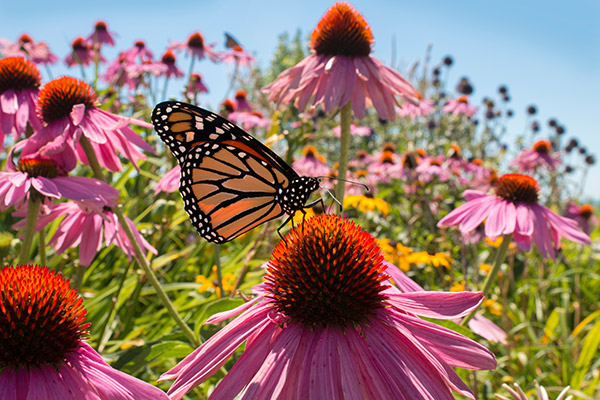 Monarch butterfly sips nectar from pink coneflowers blooming in pollinator garden