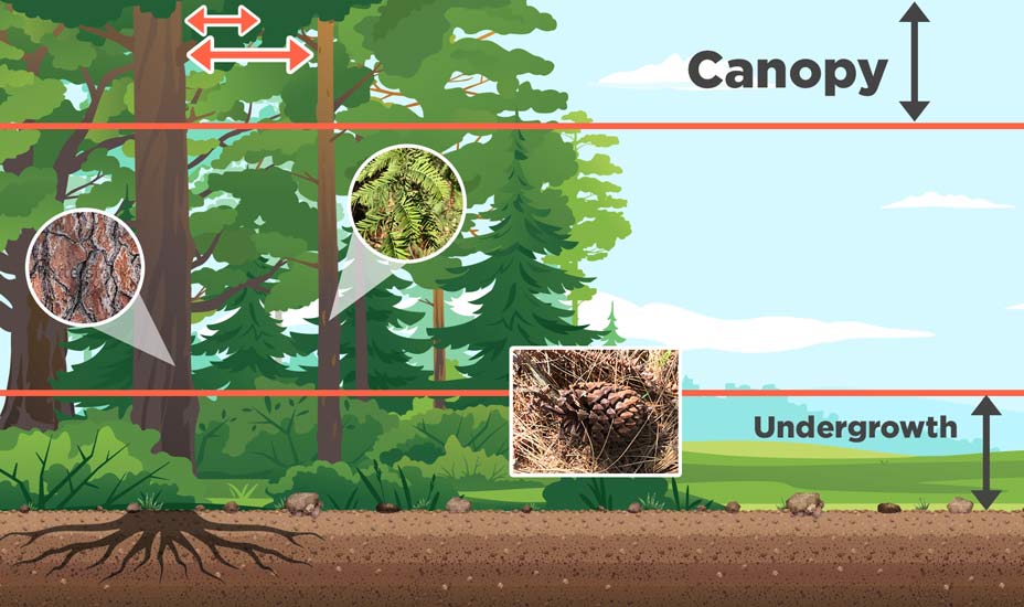 coniferous forest biome food web