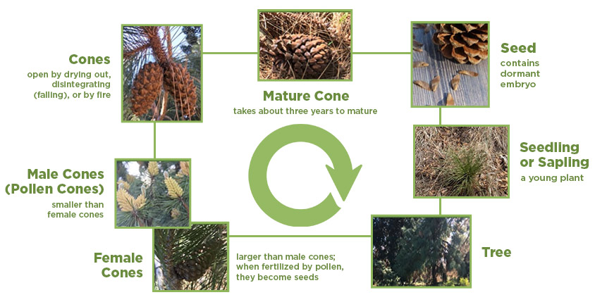 coniferous forest biome food web