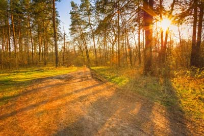 coniferous sunlight in summer