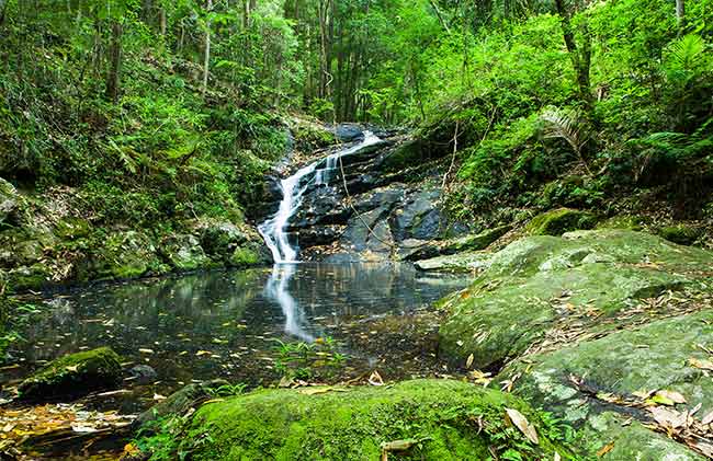 Tropical and subtropical coniferous forest