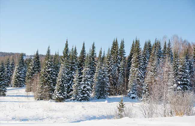 Boreal forest (taiga)