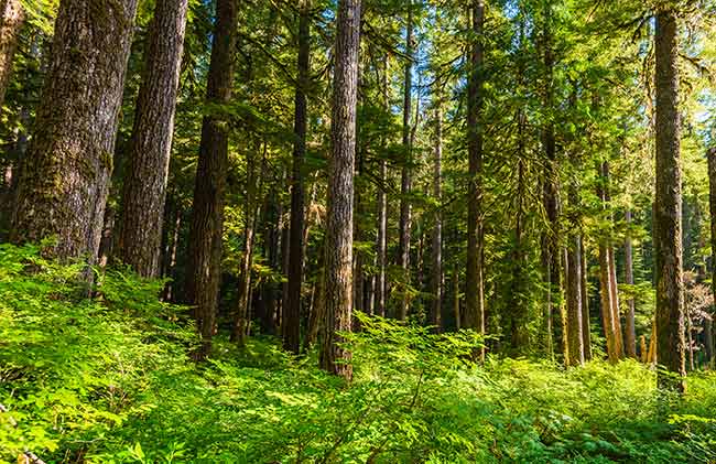 coniferous forest biome winter