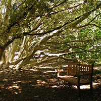 ficus tree with bench