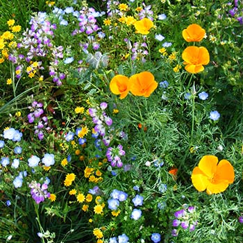 meadow flowers