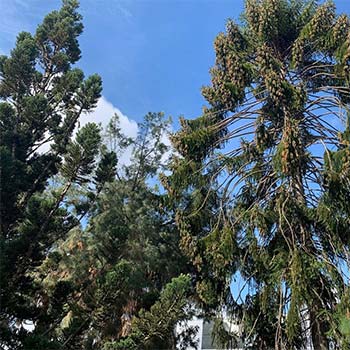 conifer trees