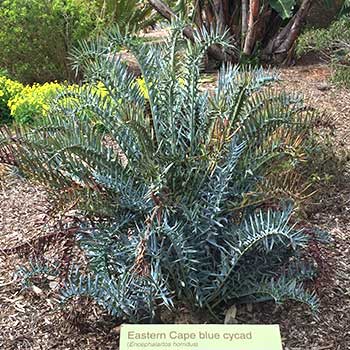 eastern cape blue cycad