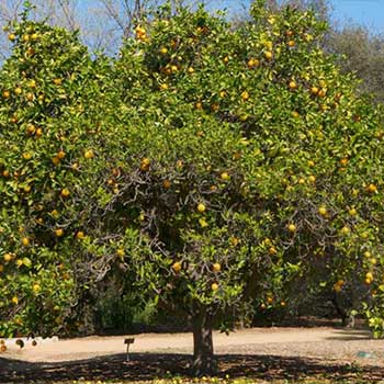 orchard tree