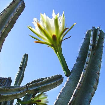 Desert plants