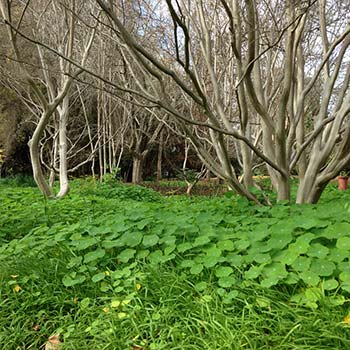 wooland trees and plants