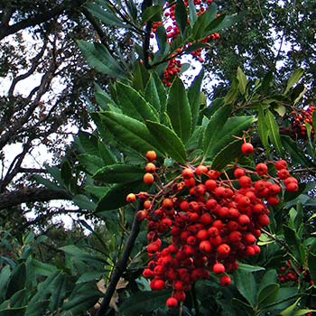 tree with fruit